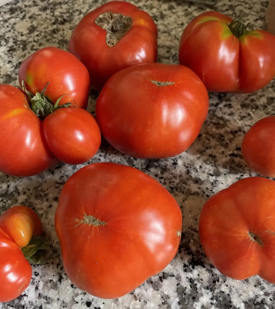 Homegrown Tomatoes